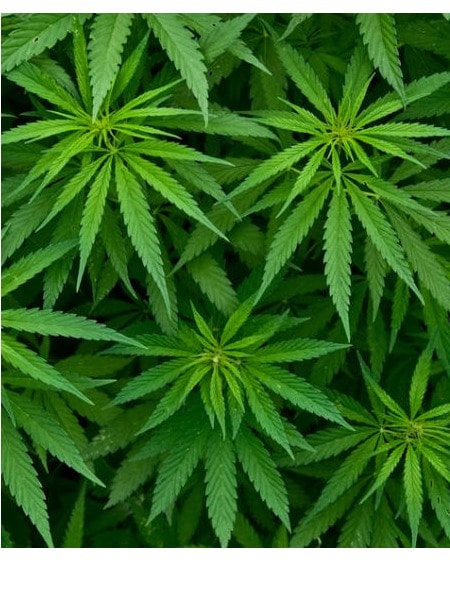 Cannabis - Mangu.TV