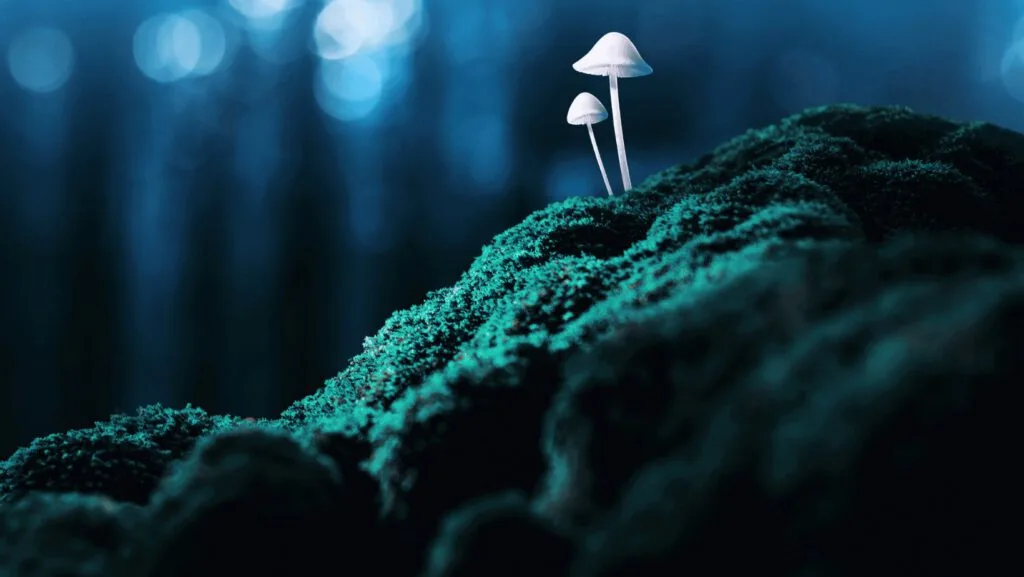 Everything You Need to Know About Psychedelic Therapy